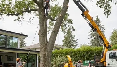 Professional tree removal service safely cutting large oak in Lancaster, PA