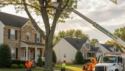 Professional tree removal service team working safely in Lancaster, PA