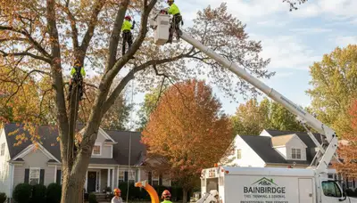Professional tree removal service in Lancaster, PA safely cutting down a large oak tree