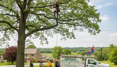 Professional tree removal service in Lancaster PA by local certified arborists