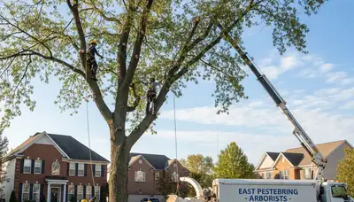 Professional tree removal service in Lancaster, PA by certified arborists safely clearing trees