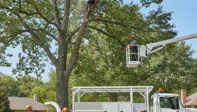 Arborist trimming oak branches in Lancaster, PA for professional tree maintenance and storm prevention