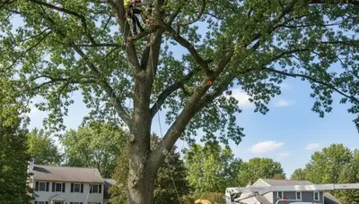Professional tree removal service crew working safely in Lancaster, PA