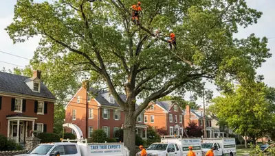 Professional tree removal service in Lancaster, PA safely clearing large oak tree