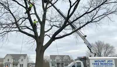 Professional tree removal service in Lancaster PA by certified arborists at Tree Trimming Lancaster PA