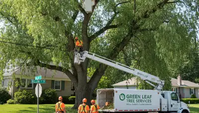 Professional tree removal service in Lancaster, PA by certified arborists with safety equipment