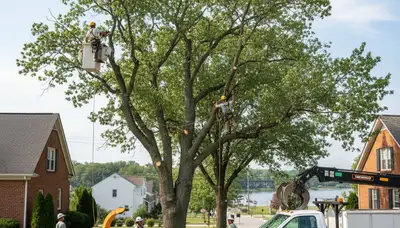 Professional tree removal service in Lancaster, PA by certified arborists