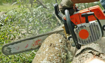 Tree Removal in Lancaster PA Tree Removal Quotes in Lancaster PA Tree Removal Estimates in Lancaster PA Tree Removal Services in Lancaster PA Tree Removal Professionals in Lancaster PA Tree Services in Lancaster PA